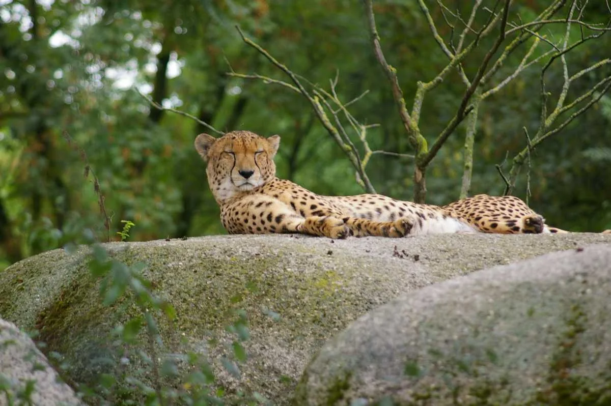 Bondla Wildlife Sanctuary